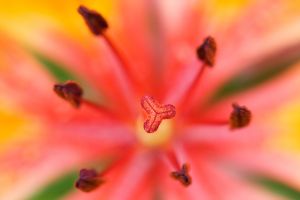 Blume Pflanze Blüte Feuerlilie