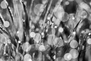 Tau Gras Tropfen Pflanze