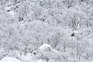 Wald Winter Schnee Bäume